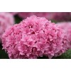 Саженец гортензии крупнолистной Романс пинк (Romance Pink): фото и описание