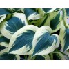 Саженец хосты Блю Айвори (Blue Ivory): фото и описание