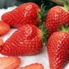 Саженец клубники Королева Элиза (Ранняя): фото и описание