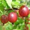 Саженец крыжовника Ласковый: фото и описание