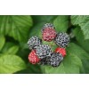 Саженец малины Блэк Джевел (Black Jewel) (Черная): фото и описание