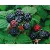 Саженец малины Блэк Джевел (Black Jewel) (Черная): фото и описание