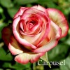 Саженец чайно-гибридной розы Карусель (Carousel): фото и описание