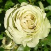 Саженец чайно-гибридной розы Лавли Грин (Lovely Green): фото и описание