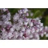 Саженец сирени Анабель (Anabel): фото и описание