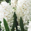 Луковица гиацинта Белая Жемчужина (White Pearl): фото и описание