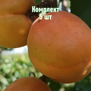 Комплект 5шт / Абрикос Орлик Ставрополья