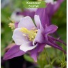 Саженцы аквилегии Эрли Берд Пурпл Вайт (Early Bird Purple White) - 5 шт.: фото и описание