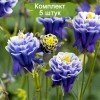 Саженцы аквилегии Винки Дабл Блю энд Уайт (Winky Double Blue White) - 5 шт.: фото и описание