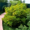 Саженцы бузины красной Плюмоза амуреа (Plumosa Aurea) - 5 шт.: фото и описание