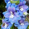 Саженцы дельфиниума Блю Лейс (Blue Lace) - 5 шт.: фото и описание