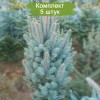 Саженцы Ели Голубая Мисти Блу (Misty Blue) 60-100 см - 5 шт.: фото и описание