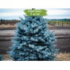 Саженцы Ели колючая Глаука Мэджестик Блу (Glauca Majestic Blue) (Саженцы до 25 см) - 5 шт.: фото и описание