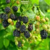Саженцы ежевики Эбони (Ebony) - 5 шт.: фото и описание