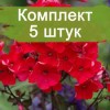 Саженцы флокса Тенор (Tenor) - 5 шт.: фото и описание
