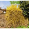 Саженцы форзиции Свисающая (Пониклая) - 5 шт.: фото и описание