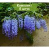 Саженцы Глицинии Сапфир (Sapphire) - 5 шт.: фото и описание