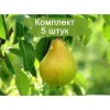 Саженцы груши Осенняя Яковлева - 5 шт.: фото и описание