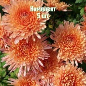 Комплект 5шт / Хризантема Белочка