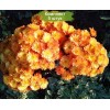 Саженцы хризантемы мультифлора Бран Бич Оранж (Branbeach Orange) (Оранжевая) - 5 шт.: фото и описание