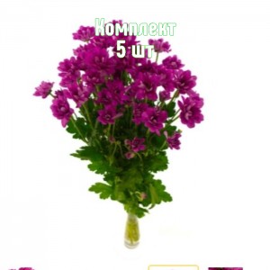 Комплект 5шт / Хризантема Мемфис Дарк