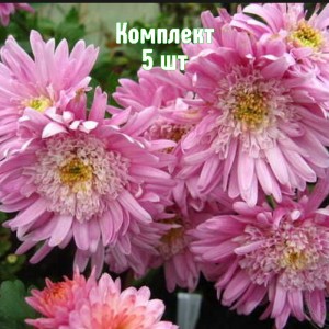 Комплект 5шт / Хризантема Метеорит
