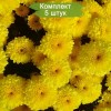 Саженцы хризантемы мультифлора Яхо Голд (Yahou Golden) (Желтая) - 5 шт.: фото и описание