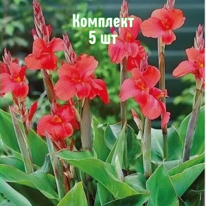 Комплект 5шт / Канна Миссис Оклахома