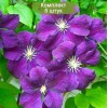 Саженцы клематиса Этуаль Виолетт (Etoile Violette) - 5 шт.: фото и описание