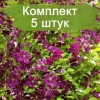 Саженец клематиса Сёдертелье (Sodertalje) - 5 шт.: фото и описание