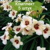 Саженцы лилейника Пандора Бокс (Pandora's Box) - 5 шт.: фото и описание