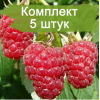 Саженцы ремонтантной Малины Конек Горбунок (Красная) - 5 шт.: фото и описание