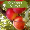Саженцы нектарина Любимец - 5 шт.: фото и описание