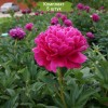Саженцы пиона Черри роял (Cherry royal) - 5 шт.: фото и описание