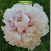 Саженцы пиона Роз Мари Линс (Rose Marie Lins) - 5 шт.: фото и описание