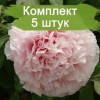 Саженцы пиона Xо Янг Тао - 5 шт.: фото и описание