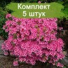 Саженцы рододендрона Сильвестр (Sylvester) (розовый) - 5 шт.: фото и описание