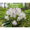 Саженцы рододендрона Тигерштэт (Tigerstedt) (белый) - 5 шт.: фото и описание