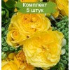 Саженцы английской розы Инка (Inka) - 5 шт.: фото и описание