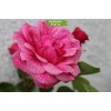 Саженцы канадской розы Морден Руби / Моден Руби (Morden Ruby) - 5 шт.: фото и описание