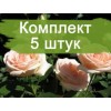 Саженцы чайно-гибридной розы Осиана (Osiana) - 5 шт.: фото и описание