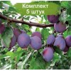 Саженцы ранней фиолетовой сливы Заречная ранняя - 5 шт.: фото и описание
