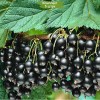 Саженцы черной смородины Ариана - 5 шт.: фото и описание