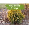 Туя Глобоза Ауреа - 5 шт.: фото и описание