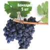 Комплект 5шт / Виноград Антей Магарачский