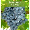 Саженцы винограда Муромец (Ранний/Черный) - 5 шт.: фото и описание