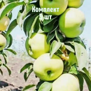 Комплект 5шт / Яблоня Белоснежка (колоновидная)
