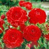 Клубень ранункулюса (Лютик) Ред (Red): фото и описание