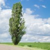 Саженец тополя Серебристый Пирамидальный (60-100 см): фото и описание