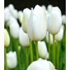 Луковица тюльпана Кэтрин (Catherine): фото и описание
